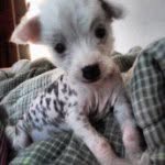 Chewy Lynn Sides - @chewbear246 - Instagram