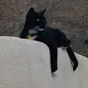 Lisa Lynn Sipe - @user276744777 - TikTok