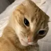 Lynn Sky - @lynn.sky37 - TikTok