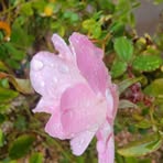 Lynn Spivey - Facebook