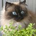 Lynne Stillman Koerner - Facebook