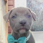Rocky Lynn Streeter - @rockythepity603 - Instagram