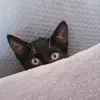 Lynn Stringer - @lynn.stringer5 - TikTok