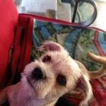 Lynn Gagne Sweeney - @memesw50 - Instagram