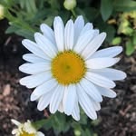 Lynn Tessier - @staygoldengirl27 - Instagram