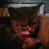 lynntownsend - @lynntownsend - TikTok
