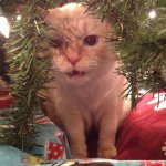 Mr Angry Cat - @lynntraverse - Instagram