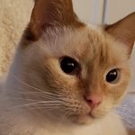 Freya Lynn Trent - @freyatheflamepointcat - Instagram