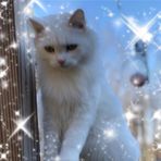 Lynn Vitale - Facebook