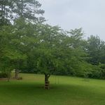 Lynne Crumley Wainwright - @lynnewainwright - Instagram
