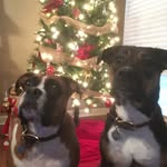 Lynn Wheatley - @maestrawheatley - Instagram