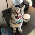 Shae-Lynn Wheatley - @cutie_paw_tootie - Instagram