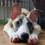 Lynn Whippet - @lynn.whippet - Instagram