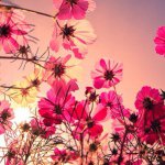 Lynn Wiese - @beautiful_flooowers - Instagram