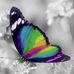 Lynn Wildman - Facebook