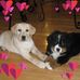 Lynn Withrow - Facebook