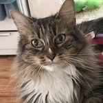 Amy Hansen - @zeppy_lynn - Instagram