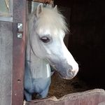 Lynn Michielsens - @lynn_zepp_jump - Instagram