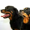Lyn Bacon - @lyn.bacon - TikTok