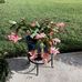 Lynne Boone Baughman - Facebook