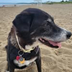 Lynn Blank - @pepperinky1 - Instagram