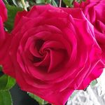 Lynne Bowen - @lynnebowen1 - Instagram