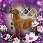 Lynne Briggs - @cobblestonegoldens - Instagram