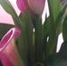 Lynne Butcher - Facebook