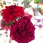 Lynne Carr - @altar.edspaces - Instagram