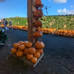 Lynne Carr - @lynnecarr4610 - Instagram