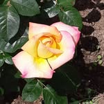 Lynne Cartwright - @lynne.cartwright.54 - Instagram