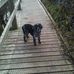 Lynne Comer - Facebook