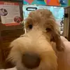 adelynne - @adelynnecrowder - TikTok