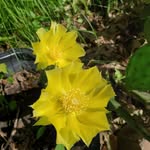 Lynne Crowder - @malyn2017 - Instagram