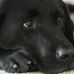 Lynne Dion - Facebook