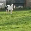 Lynne Dodson - @lynne.dodson - TikTok