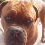 Lynne Doherty - @angelstaffy - Instagram