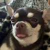 Lynne&Duke - @duke84902 - TikTok