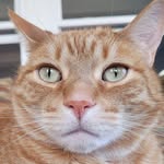 Lynne Farrell - @tea4lfarrell - Instagram