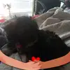 lynnetteferrell1 - @lynnetteferrell1 - TikTok