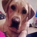 Lynne Fleming - @lynnef68 - Instagram