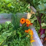 Lynne Ford - @bermaguigrowersmarket - Instagram