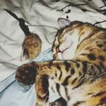 Leo Lynne Glenn - @my_pet_leo - Instagram