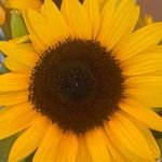 Susan Lynne Hackett - @susanhackett123 - Instagram