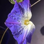 Lynne Reigle Klein - @heart_lark - Instagram