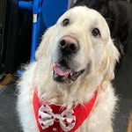 Lynne Krawczyk - @poopedbear - Instagram