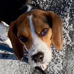 Lynne Lancaster - @fergus.the.rescue.beagle - Instagram
