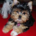 Lynn Lott/ Klassy Yorkies - @lynn_lott29 - Instagram