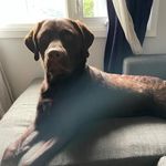 Lynne Mason - @milo_thechoclab - Instagram