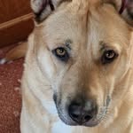 Lynne Matthews - @bella_gsd_2 - Instagram